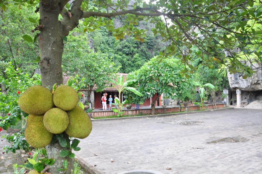Lang Viet Co Hotel Ninh Binh Eksteriør billede